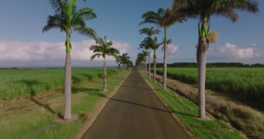 Hava görüntüsü. Birçok ağacı olan modern ve ekolojik yeşil alanlar. Bir sürü yeşil palmiye ve diğer bitkiler. Çevresel koruma. Yüksek kalite 4k görüntü