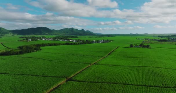Сельское Хозяйство Поле Воздушного Зрения Сахарного Тростника Закате Агроном Работает — стоковое видео