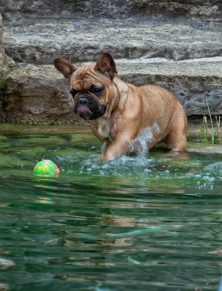 Bokser pies gry z piłką — Zdjęcie stockowe