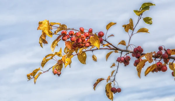 Ornamental apples — Stock Photo, Image