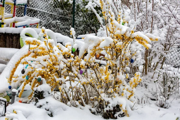 Snow-covered forsythia with Easter eggs in spring