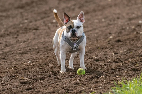 Stary Angielski Buldog Piłką Polu — Zdjęcie stockowe