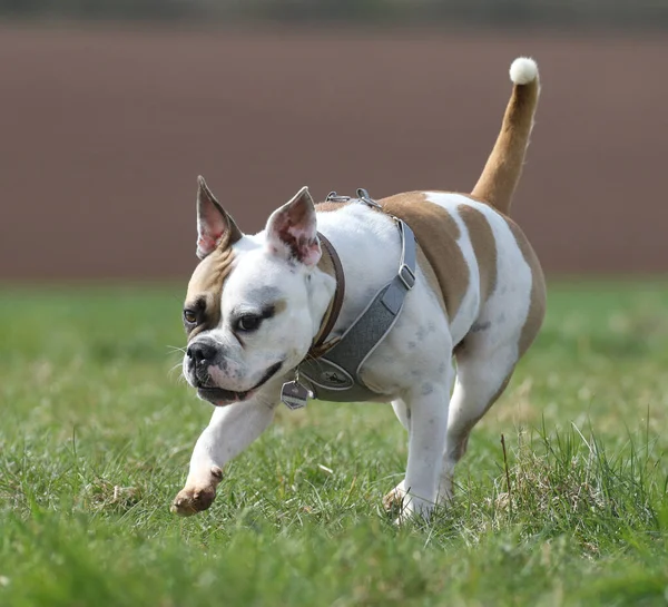 Old English Buldog Gra Wylegiwanie Się Wielkim Plenerze — Zdjęcie stockowe