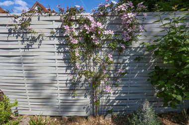 İngiliz bahçesinde asılı bir klematis