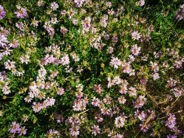 Yazın başında genç mor yonca