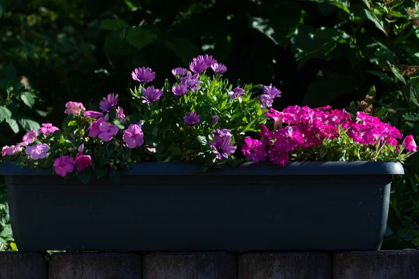 Caja Flores Con Flores Rosadas Puesta Del Sol — Foto de Stock