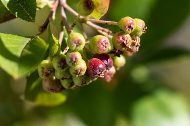 Hala olgunlaşmamış aronya üzümleri çalıların üzerinde.