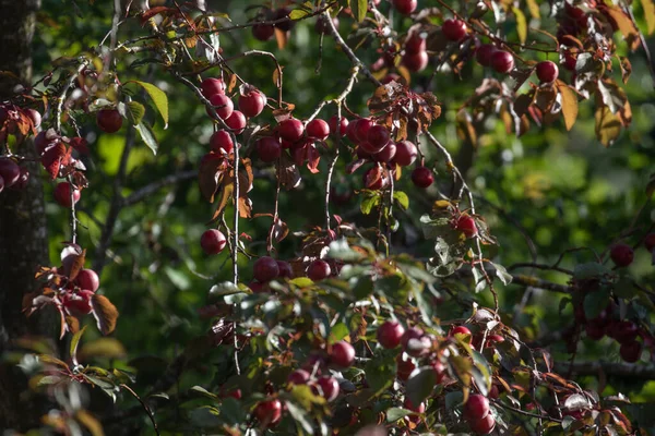Cherry Plum Myrobalane Turkish Cherry Garden — Stok fotoğraf