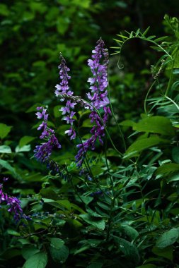 Ormanda güzel bir şelale