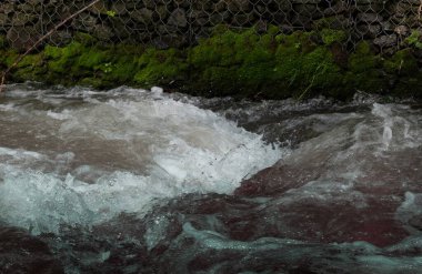 Ormanda güzel bir şelale