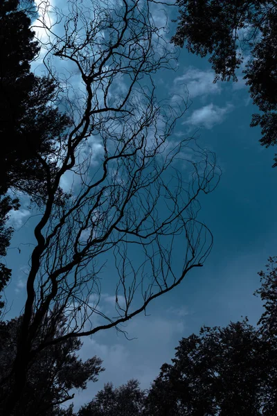 Eine Vertikale Aufnahme Eines Baumes Mit Bäumen Blauem Himmel — Stockfoto