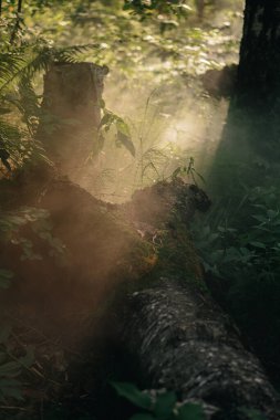 Güneşin ışınları ormandaki sislerin dallarından geçer.