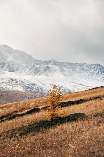 Picos Nevados Cordillera Altai — Foto de Stock