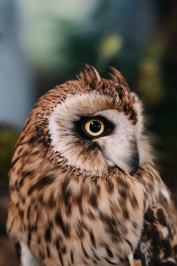 Düğün masasında yosunlu baykuş.