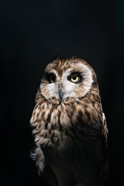 Owl on a served wedding table with moss