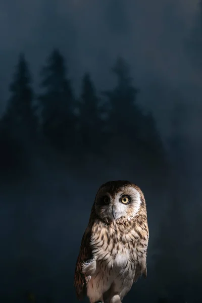 Eule Auf Serviertem Hochzeitstisch Mit Moos — Stockfoto