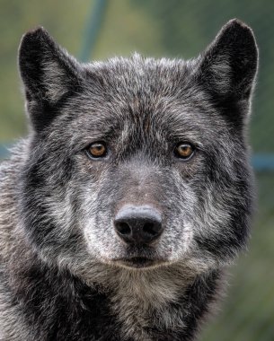 Kanadalı siyah kurt - dümdüz görünüyor