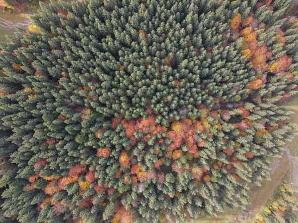 Renkli bir ormanın havadan görünüşü. Dağlara düş.