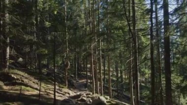 Ormandaki güneş ışınları ve gölgeler.