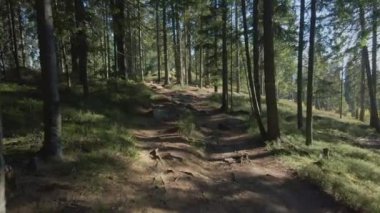 Orman yolu. Yeşil ağaçlar.