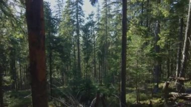 Ormanın içinden. Güneş ışınları.