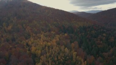 Dağlarda gün batımı. Güneş ışınları. Güzel orman.