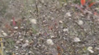 rüzgarda sallanan çimen