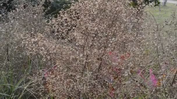 Hierba balanceándose en el viento — Vídeo de stock