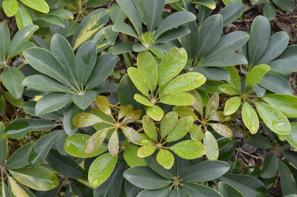 Gröna blad av växter Stockbild