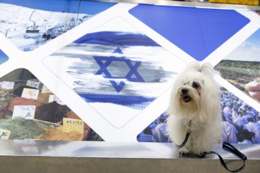 Tel-Aviv - airoport - 21 Temmuz - İsrail, 2014