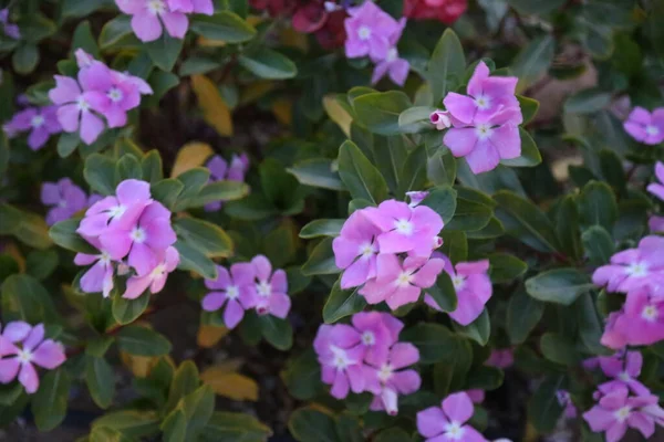Fleurs Violet Jaune Avec Des Feuilles Vertes Dans Jardin Buisson — Photo