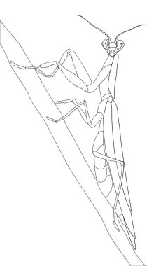 A coloring page with an image of a praying mantis insect. Page for self-coloring. Creativity, leisure, hobby vector A coloring page with an image of a praying mantis insect. Page for self-coloring. Creativity, leisure, hobby vector