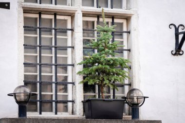 Beyaz arka planda Noel ağacı. Mutlu yıllar ve tatiller. Güzel, neşeli, yeşil köknar ağacı ortaçağ evinin pencere eşiğinde. Kar olmadan ılık bir kış. Sinematik, modern peri kuyruğu