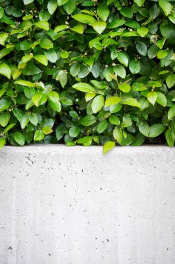 Beyaz taş duvar ve arka planda yeşil yapraklar. Çiçek açan ağaç ya da çalı yaprağı. Yaz arkaplanı. Taze, sulu bitkiler ve beton çitler. Dikey olarak, boşluğu kopyala, kapat