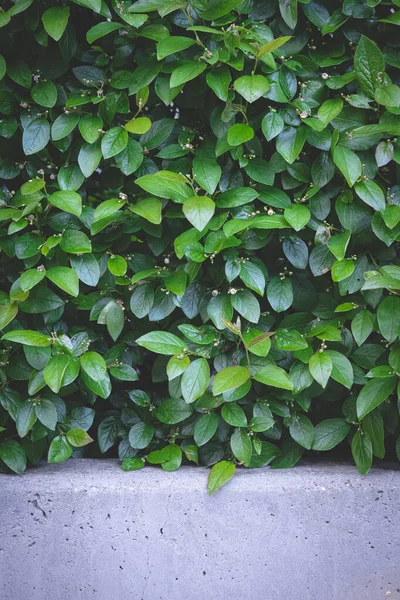 Beyaz tuğla duvar ve yeşil yapraklar, koyu arkaplan. Çiçek açan ağaç ya da çalı yaprağı. Yaz arkaplanı. Taze, sulu bitkiler ve beton çitler. Solmuş, dikey, kopyala alanı, kapat