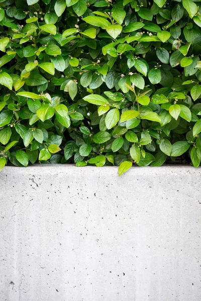 Beyaz taş duvar ve arka planda yeşil yapraklar. Çiçek açan ağaç ya da çalı yaprağı. Yaz arkaplanı. Taze, sulu bitkiler ve beton çitler. Dikey olarak, boşluğu kopyala, kapat