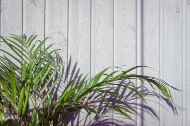 Gri ahşap arka planda palmiye ağacı. Bahçedeki yeşil tropikal yapraklar evin duvarına karşı. Arka planda gölgeler olan taze yapraklar. Dikey sert tahtalar. Tasarım için alanı kopyala, seçici odak