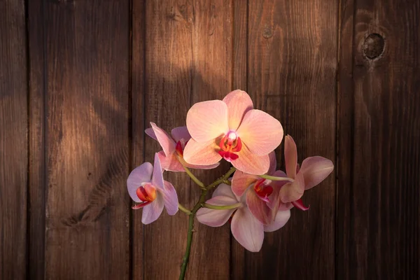 Orchideenblüten Auf Dunklem Holzgrund Rosa Und Rote Zarte Blütenblätter Schöne — Stockfoto