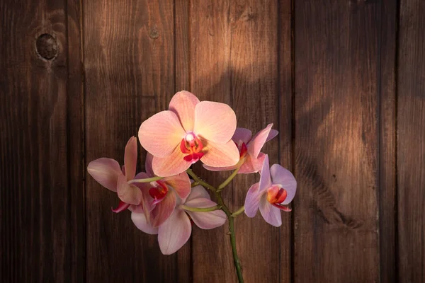 Orchideenblüten Auf Dunklem Holzgrund Rosa Und Rote Zarte Blütenblätter Schöne — Stockfoto