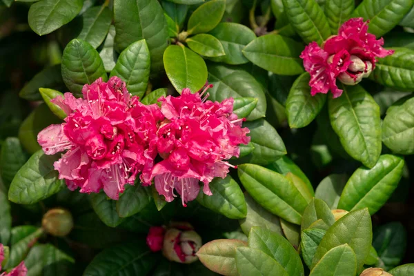 Ροζ Λουλούδι Ροδόδενδρο Ανθίζει Πράσινο Φόντο Φύλλα Όμορφος Κόκκινος Θάμνος — Φωτογραφία Αρχείου