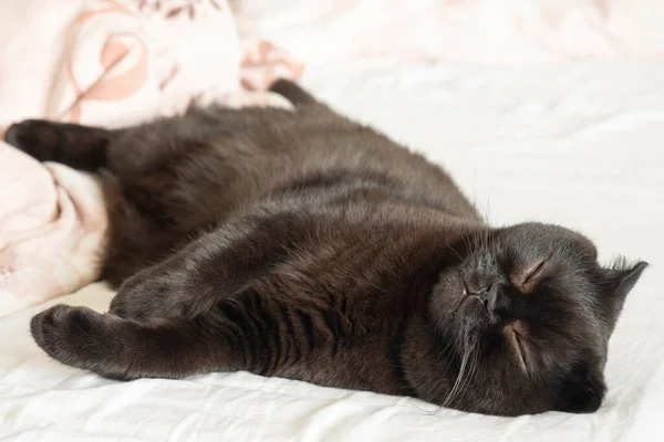 Cat Sleeping Bed White Sheets Background Brown Kitten Lying Cute — Stock Photo, Image