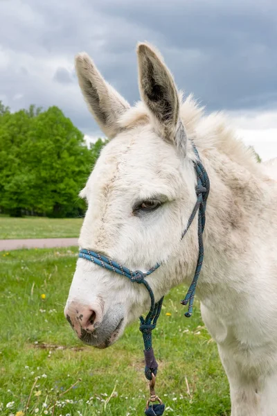 Donkey on the meadow with green grass background. White, cute, funny domestic donkey portrait with blue leash. Summer in the village. Country animal pasture. Vertical, close up, selective focus