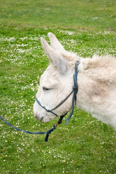 Donkey on the meadow with green grass background. White, cute, funny domestic donkey portrait with blue leash. Summer in the village. Country animal pasture. Vertical, close up, selective focus