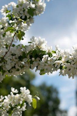 Bulanık arka planda beyaz çiçekler. Bahçede mavi gökyüzü, parkta elma ağacı açar. Paskalya, bahar ya da yaz çiçeği konsepti için güzel bir zemin. Kapalı, seçici yumuşak odak, dikey