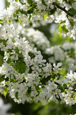 Bulanık arka planda beyaz çiçekler. Bahçede ve parkta elma ağacı güneş ışığında çiçek açar. Paskalya, bahar ya da yaz çiçeği konsepti için güzel bir zemin. Kapalı, seçici yumuşak odak, dikey