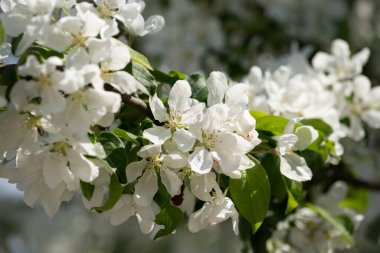 Bulanık arka planda beyaz çiçekler. Bahçede ve parkta elma ağacı güneş ışığında çiçek açar. Paskalya, bahar ya da yaz çiçeği konsepti için güzel bir zemin. Yaklaş, seçici yumuşak odak