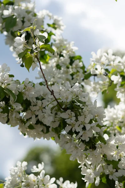 白色的花朵在模糊的背景上绽放 苹果树开花 蓝天在花园里 公园里 复活节 春季或夏季开花概念的美丽背景 选择性软聚焦 — 图库照片