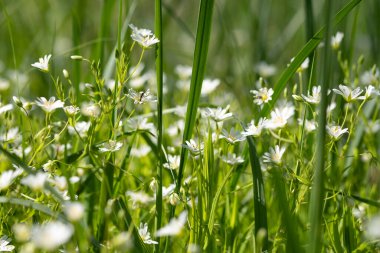 Yeşil arka plandaki çayır çiçekleri. Taze ot ve otlarla kaplı beyaz yabani yapraklar, yaz ve bahar çiçekli tarlalar veya ormanlar. Güneşli, romantik, sulu bir fon. Seçici yumuşak odak, boşluk