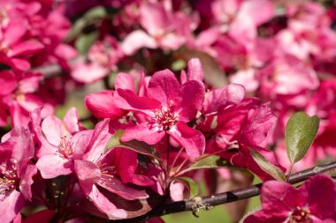 Bulanık arka planda pembe çiçekler. Bahçede ve parkta kiraz ağacı gün ışığında çiçek açar. Paskalya, bahar ya da yaz çiçeği konsepti için güzel bir zemin. Yaklaş, seçici yumuşak odak