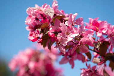 Bulanık arka planda pembe çiçekler. Bahçede mavi gökyüzü, parkta kiraz ağacı açar. Paskalya, bahar ya da yaz çiçeği konsepti için güzel bir zemin. Yaklaş, seçici yumuşak odak